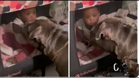 Dog lovingly plays with baby in the crib