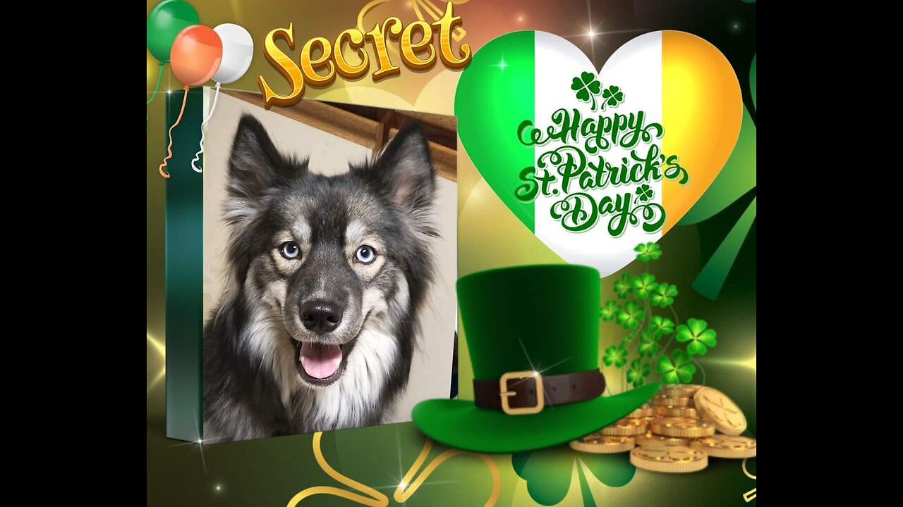 My Husky, My Best Friend - St. Patrick's Day