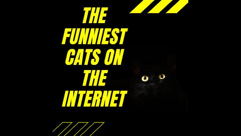 The funniest cats on the internet