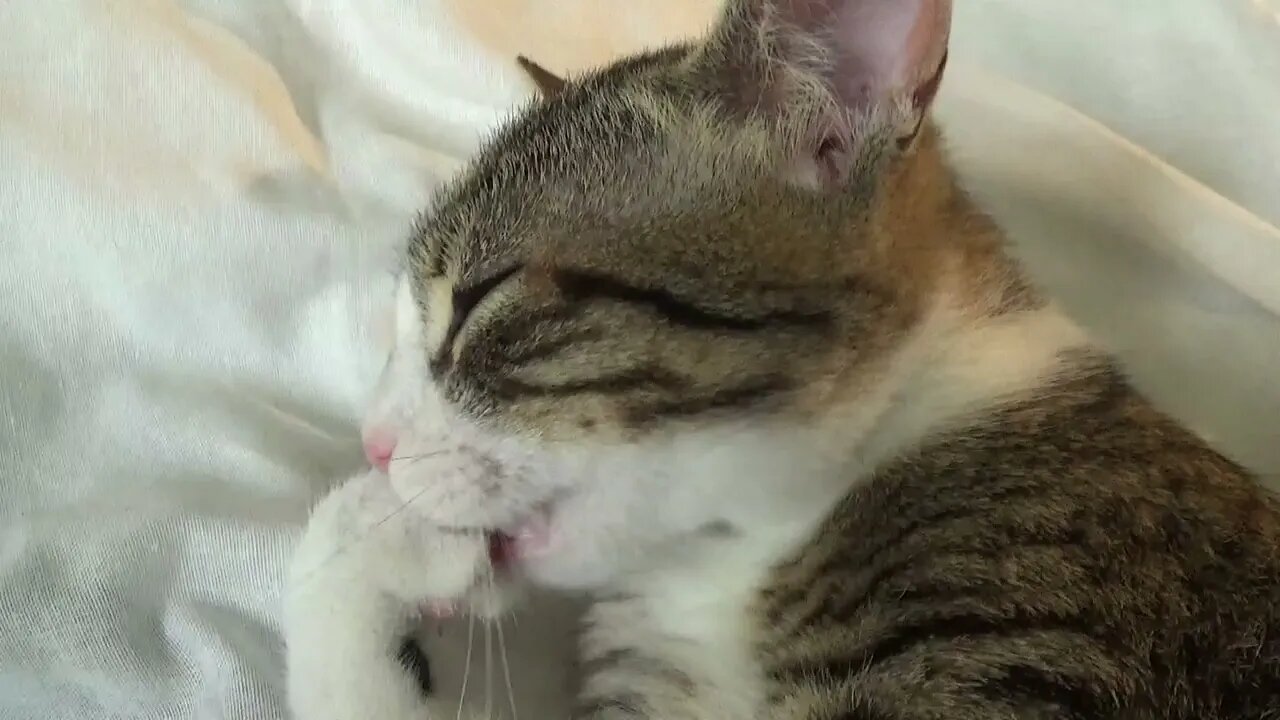 I Wash My Paw