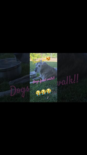 Dogs final walk in this world!! #shortsvideo #dog #socialmedia #hunting @TalkwithSally