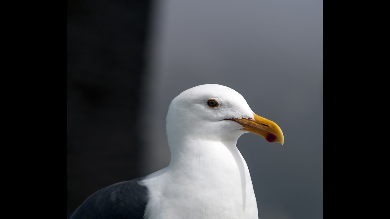 seagull watch