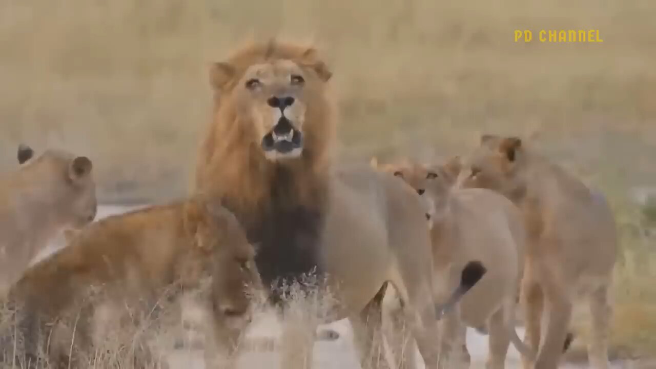 Buffalo fight with hurd of Lions