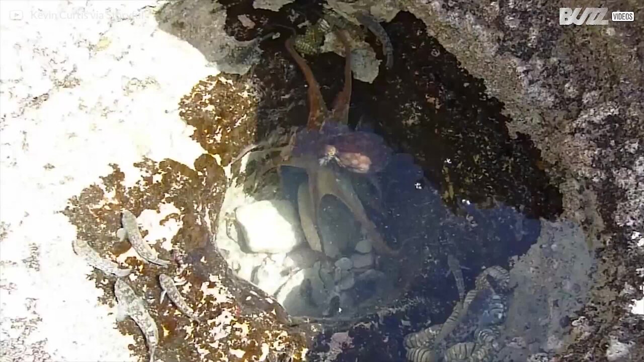 Une pieuvre en pleine pêche dans un trou d'eau