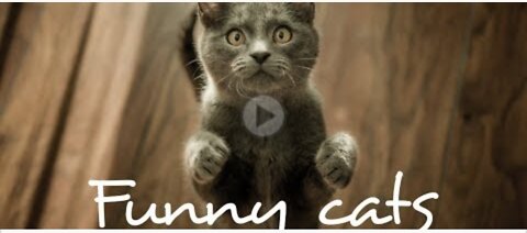 Cute and Funny CAT - Funniest Cats Compilation 2022