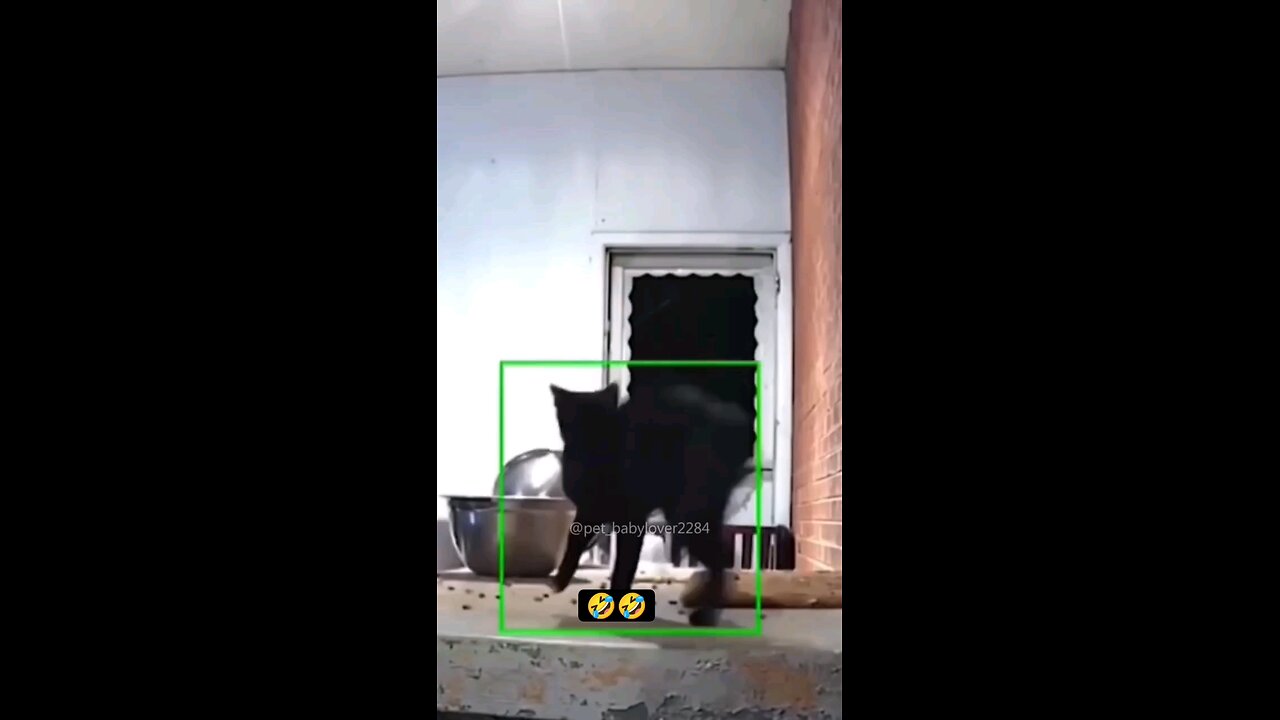 funny cats video 😁