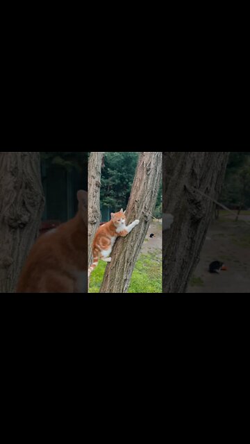 Gato que fala ?!! - Gatos engraçados 2022 #shorts #shortsviral