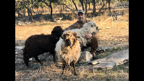 Sheep Feed Time Tips