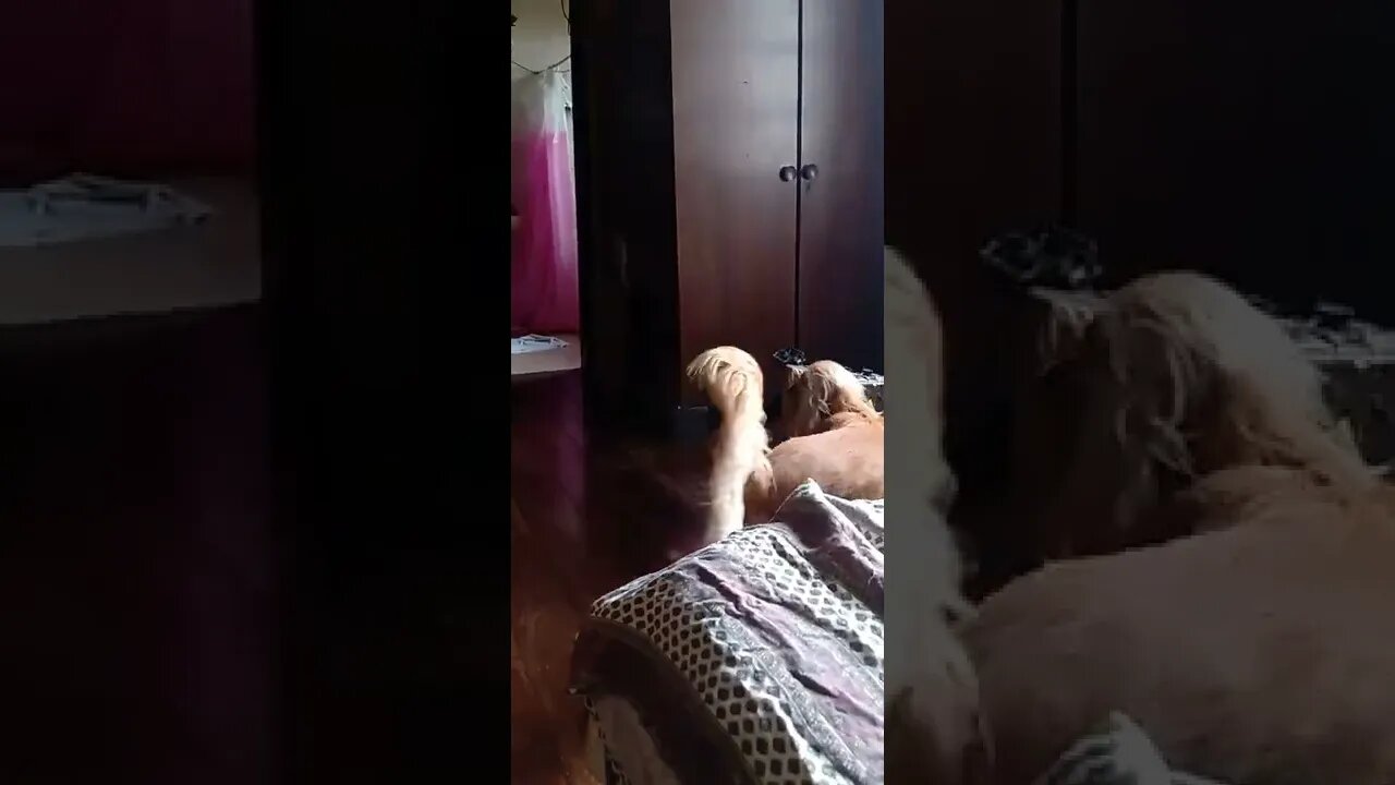 dog , shorts