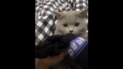 Cute cat really doesn't like the smell of Dad's sock!!