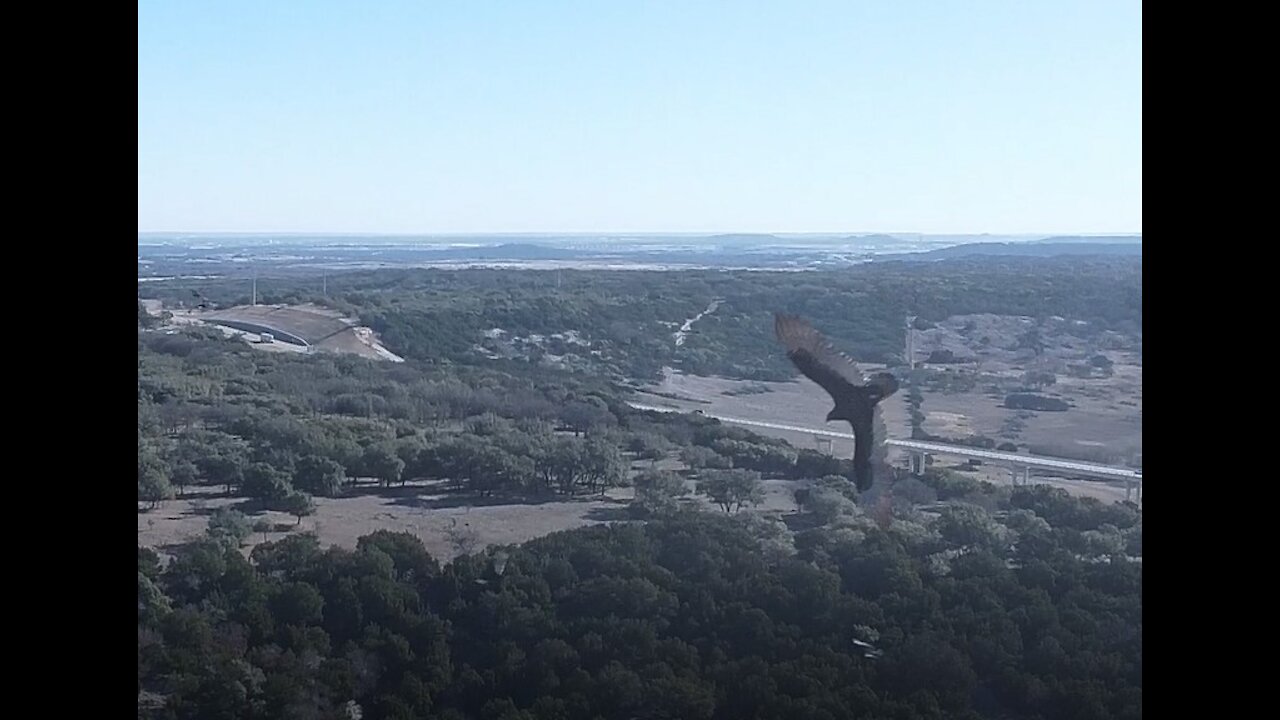 Drone Flies With Pack of Vultures