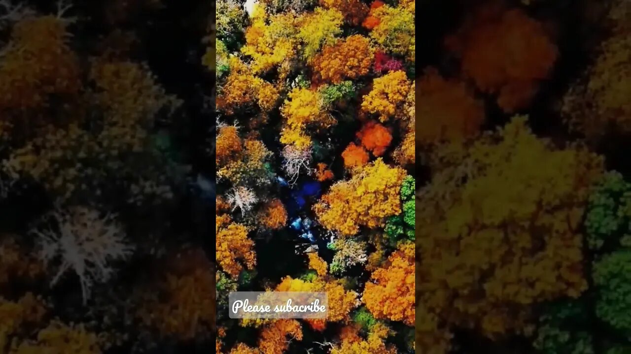 hutan yg sangat indah pohon berwarna | Steady very beautiful forest, with colored trees #shorts