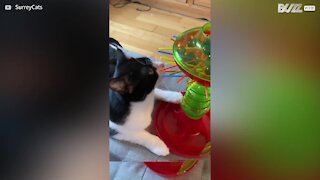 Gato se revolta e destrói jogo!