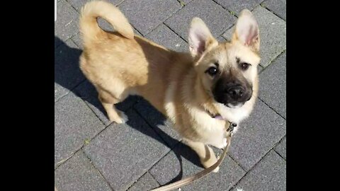 The folded ears are gradually spreading out.