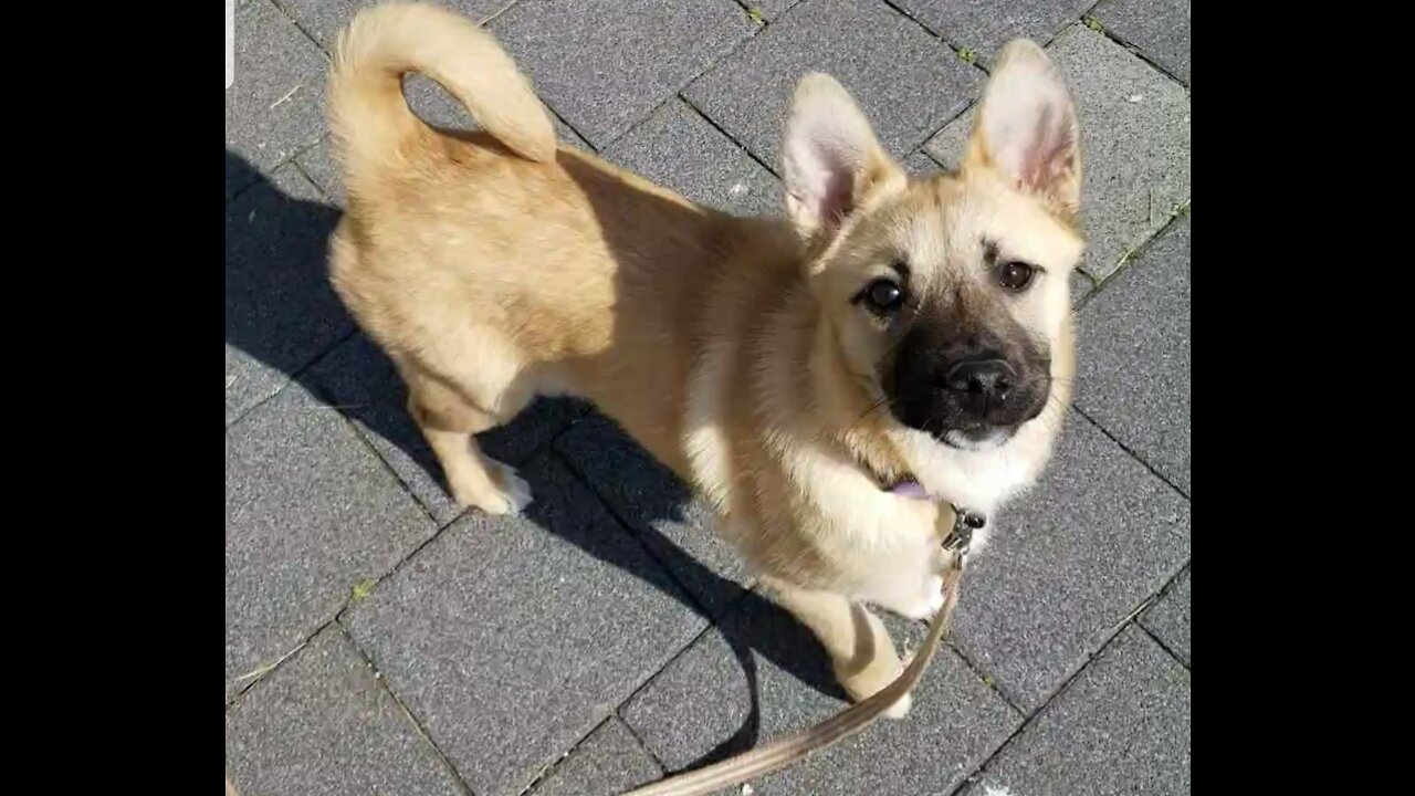 The folded ears are gradually spreading out.