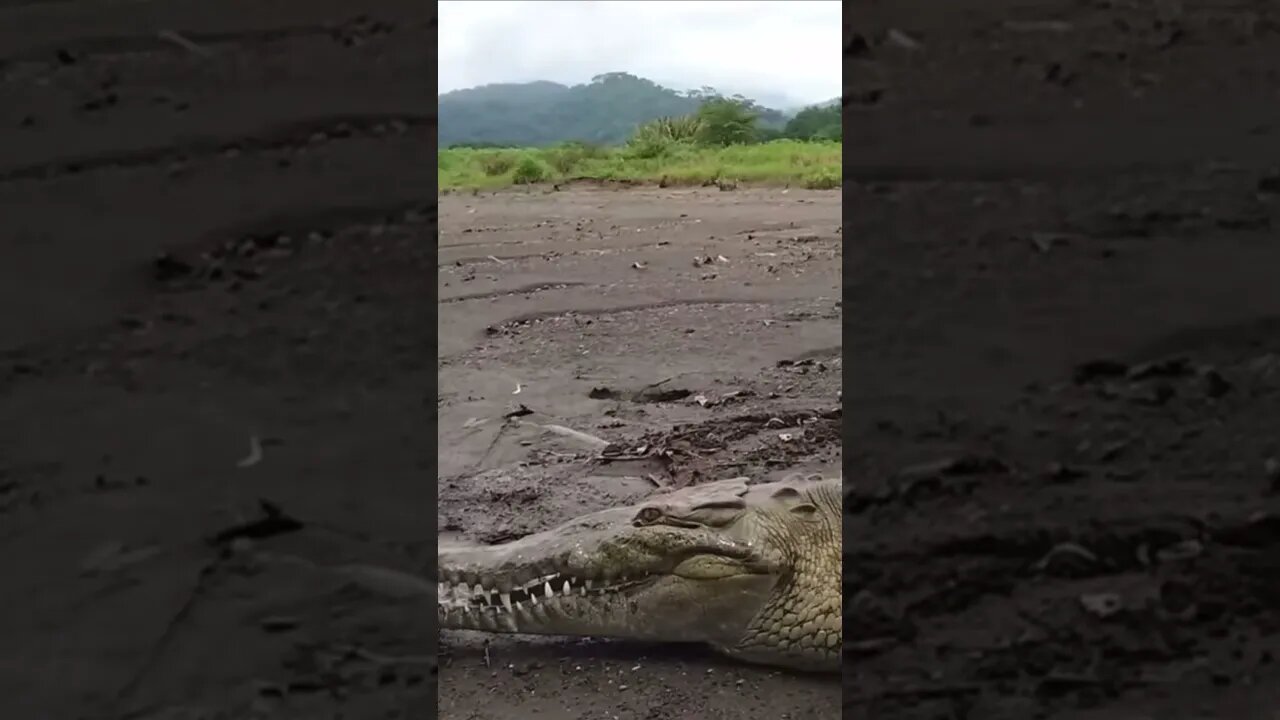 Amazing animals, cute sounds / crocodile