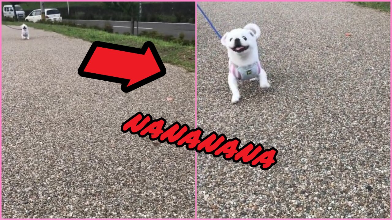 Funny Japanese Dog Tik Tok Video 2021