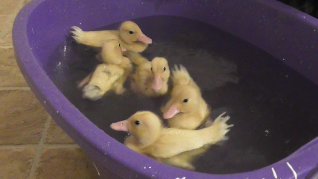 Dog watches over ducklings' first swim