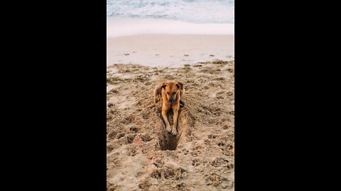 A Dog in a Pet Harness Digging