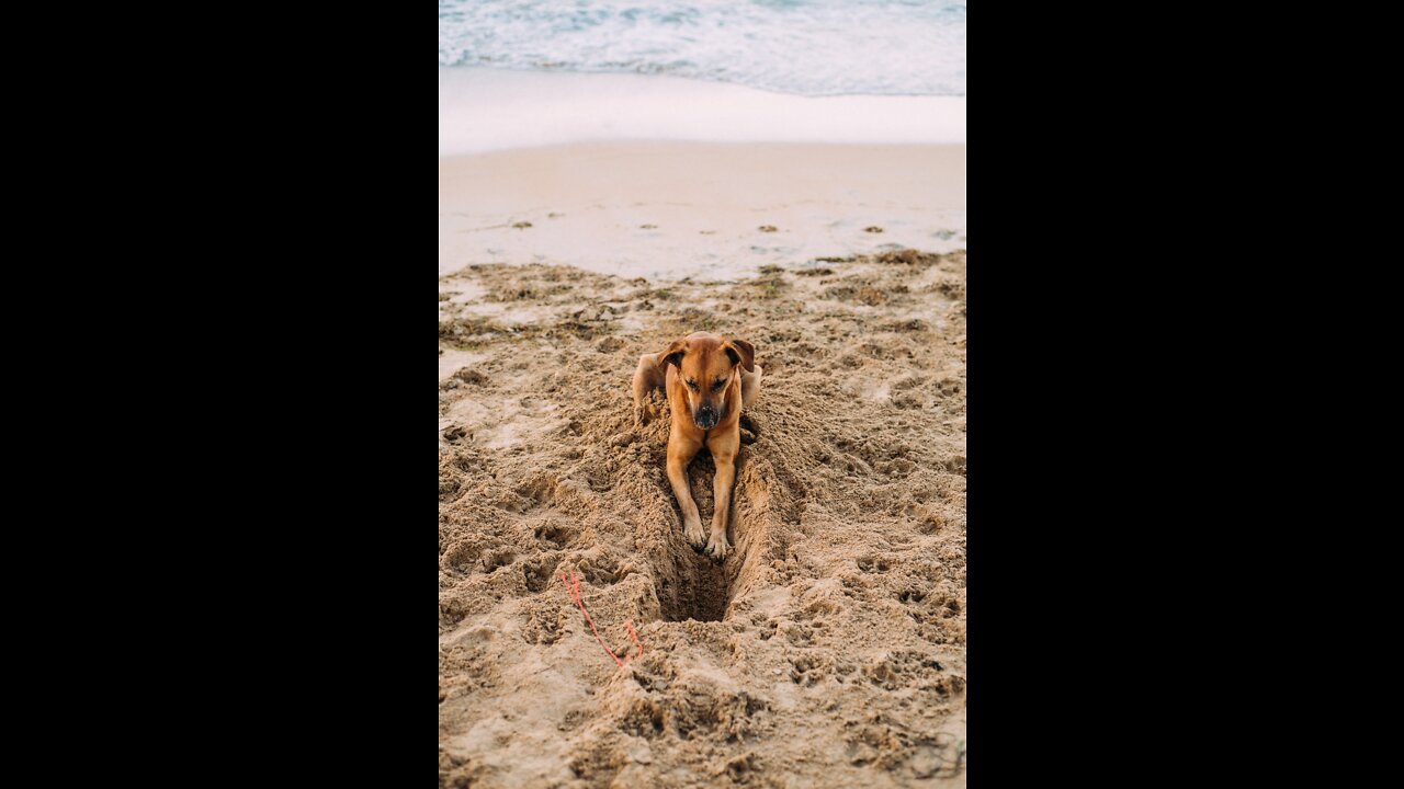 A Dog in a Pet Harness Digging