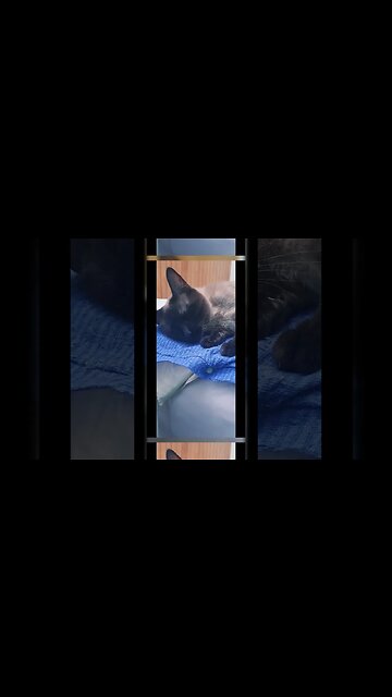 Slow blink means I love you in #cat #viral #clipchamp