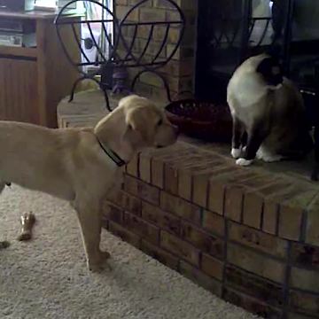 Dog Can’t Take A Hint That Cat Won’t Play With Him