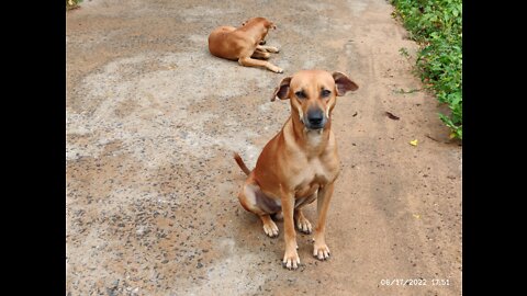 Animal Satisfying Vedio of a Dog....