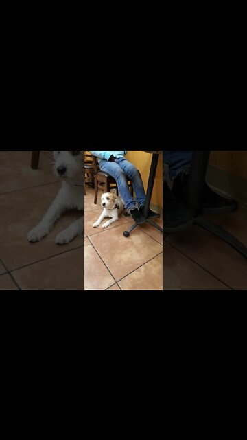 Ares Jack Russell listens to trainer dearly