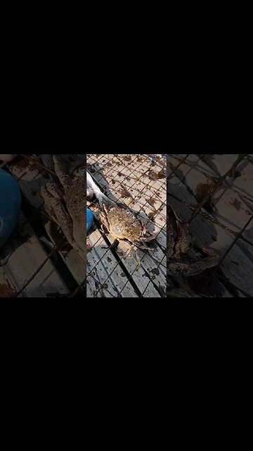 Atlantic Rock Crabs still in Long Island waters in summer!