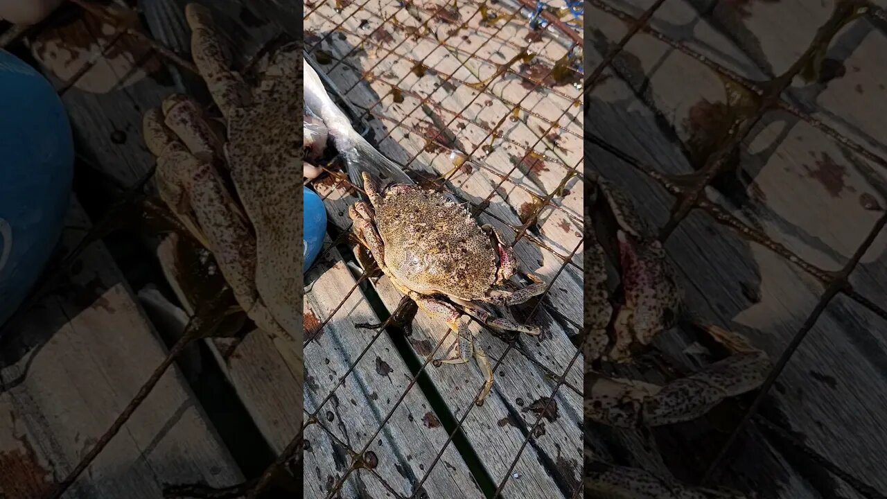 Atlantic Rock Crabs still in Long Island waters in summer!