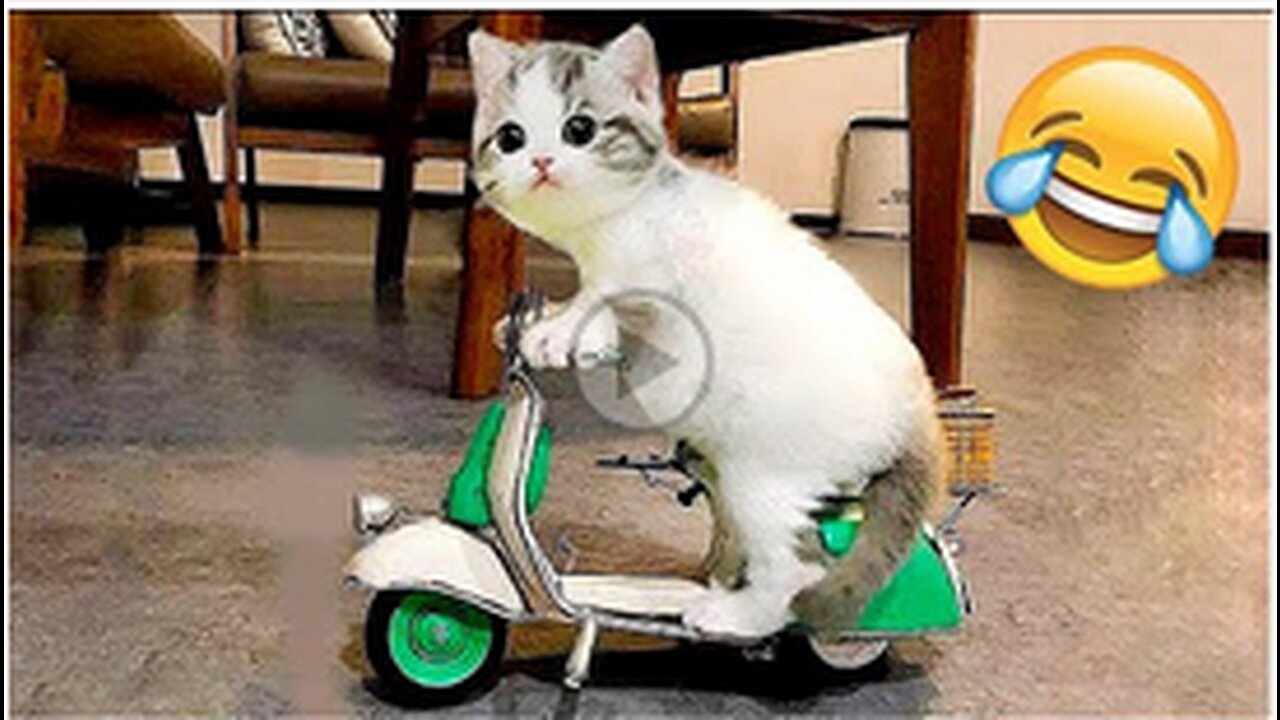 Funny Animal Videos 2022 π - Funniest Cats And Dogs Videos πΊπ #22