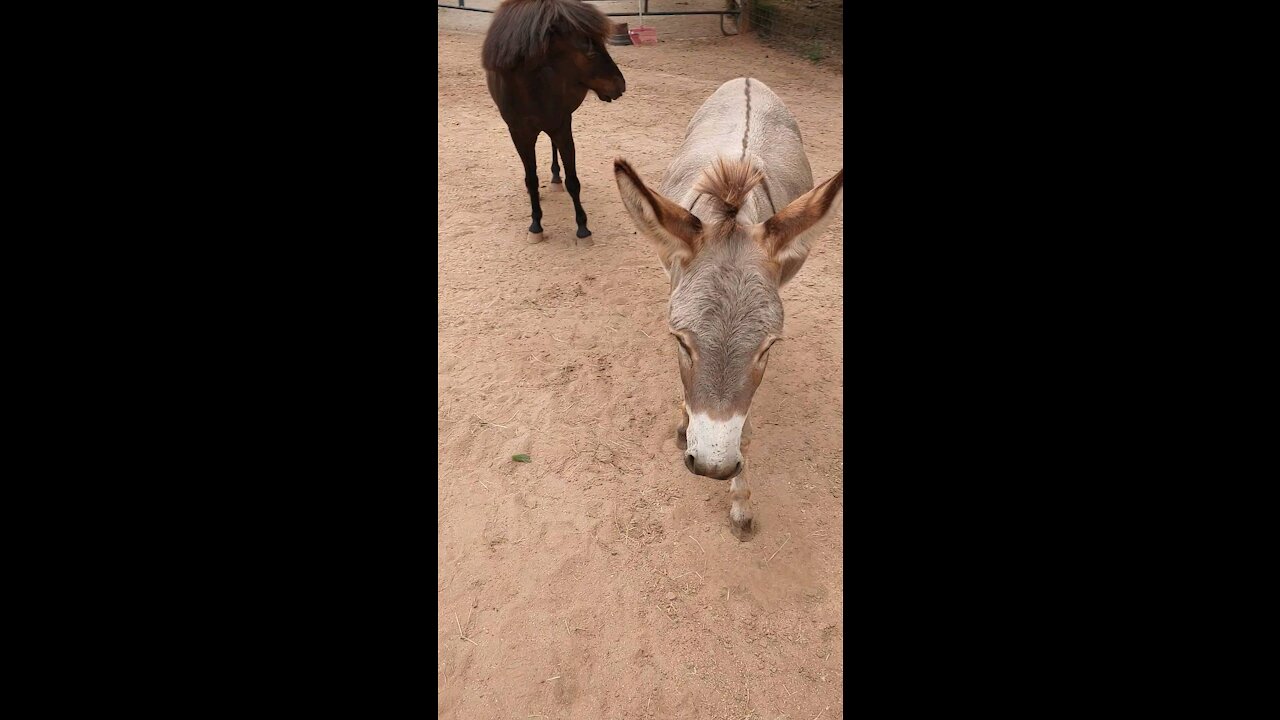 Shetland Half-pint and Mini-Donkey Babydoll aka The Littles