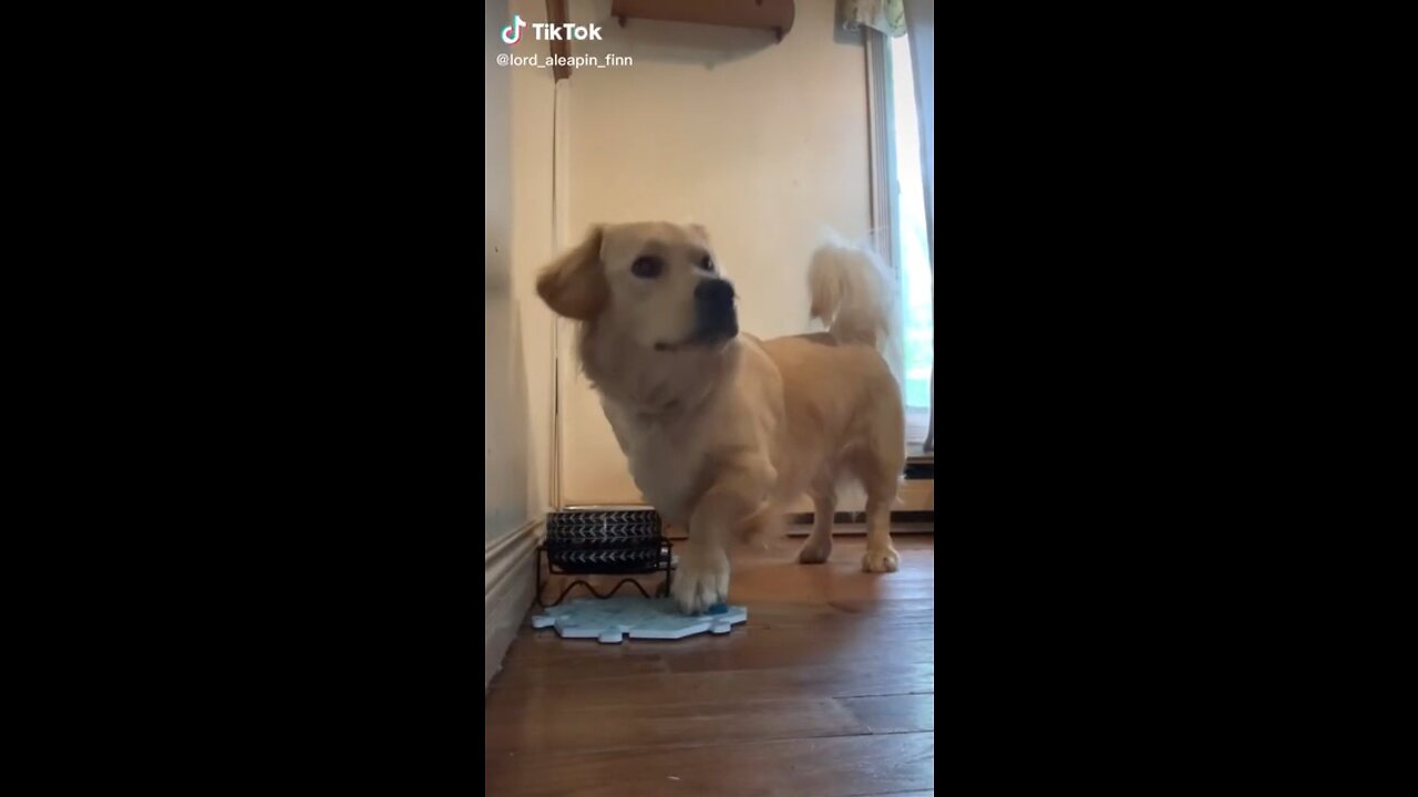Frankendawg learns to say feed me
