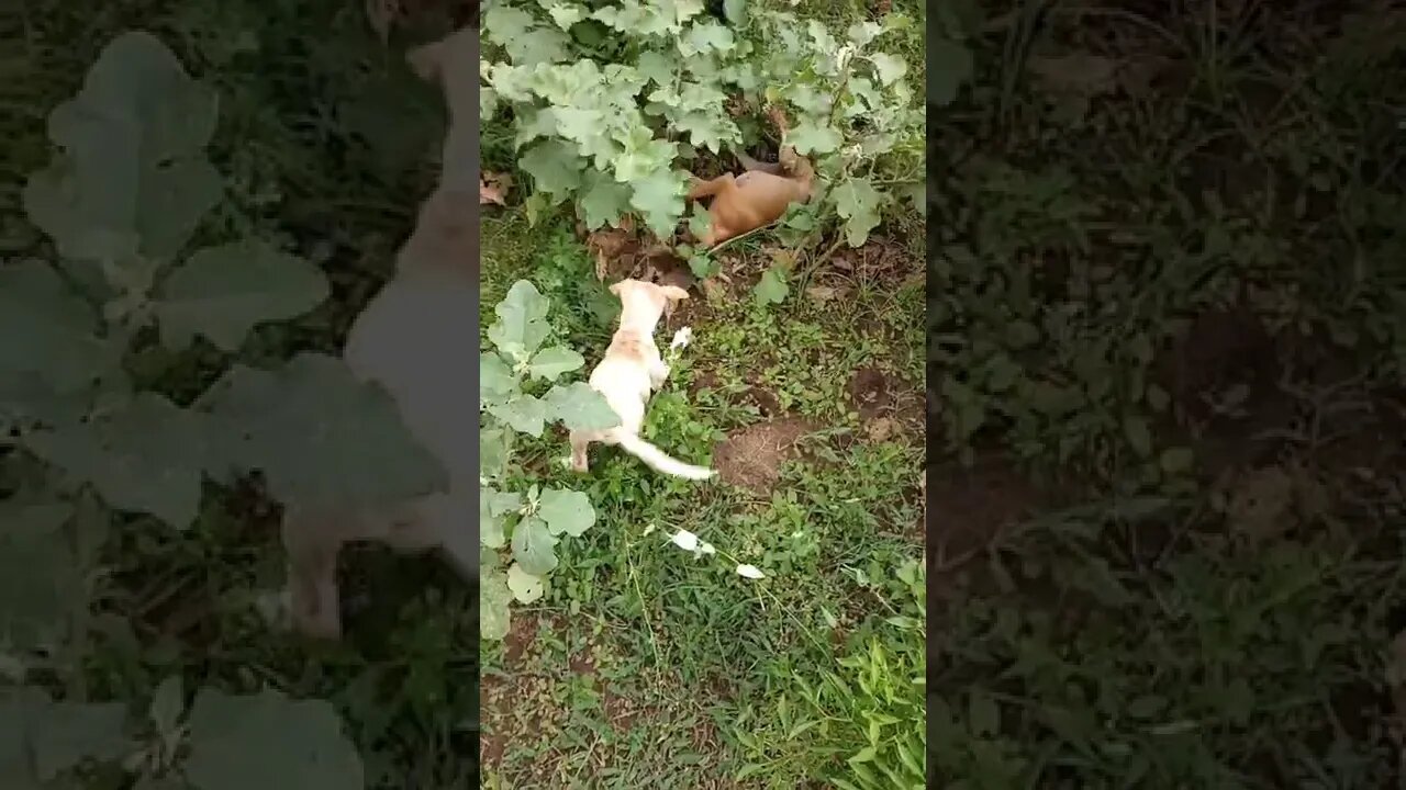 Puppy's Play time