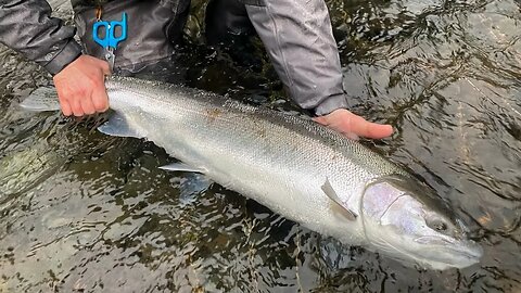 Wild STEELHEAD Fishing!!