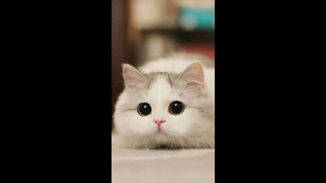 Cute beautiful cat sweet video | kitten cat lovely