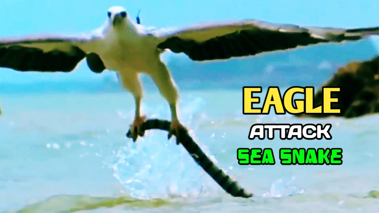 Eagle Vs Sea Snake| Eagle Attack Sea Snake|