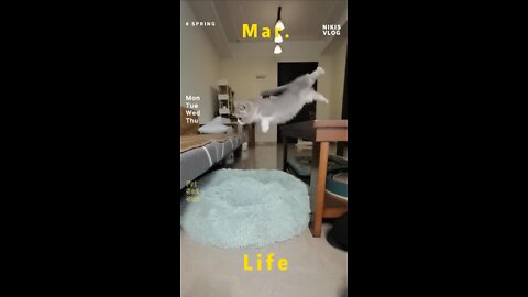 See how a cat with short legs jumps on the sofa！！