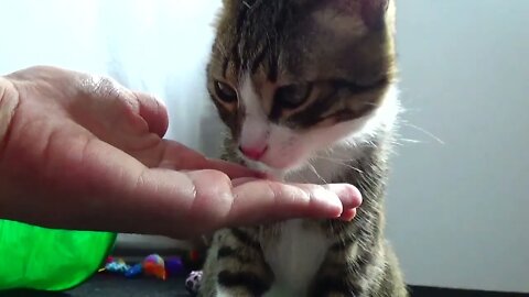 When He Won't Eat the Kitten Must Be Fed by Hand