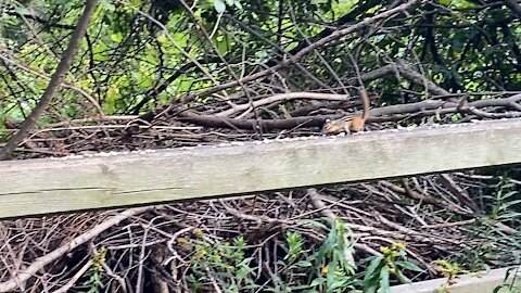 Alvin the chipmunk short bursts of energy