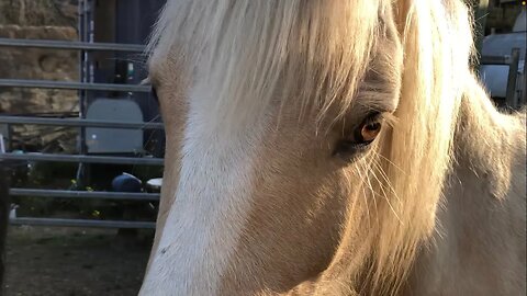 Patting out fluffy winter coat from palomino brumby. Halo ❤️