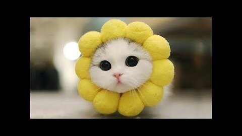 Cats Being Serious, Cute And Very Funny