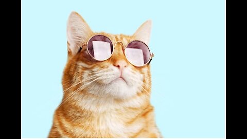 Super Dog, Funny Cat and Dog Videos try not to laugh