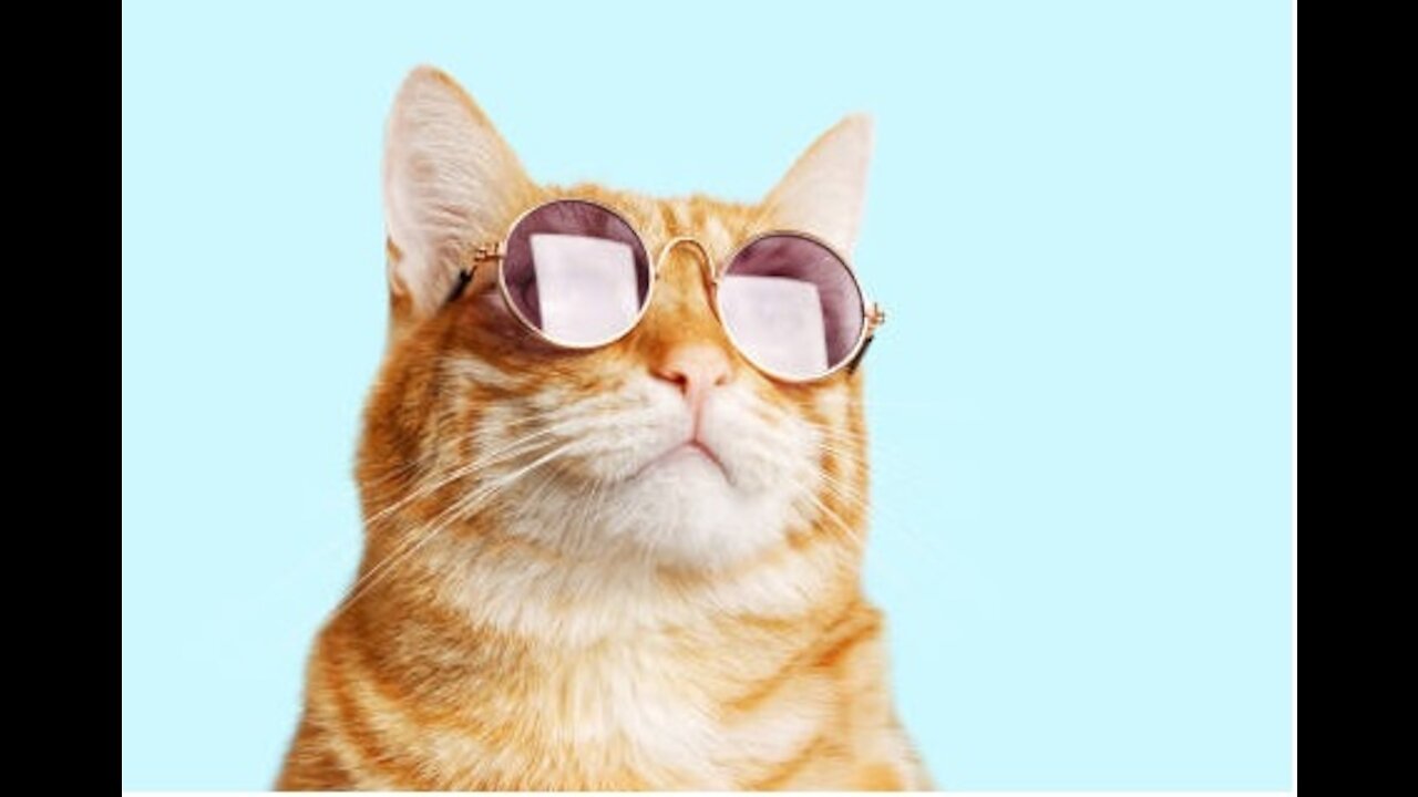 Super Dog, Funny Cat and Dog Videos try not to laugh