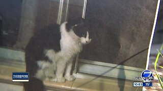 Thornton family's cat cut in half, gutted; owners hope to warn others