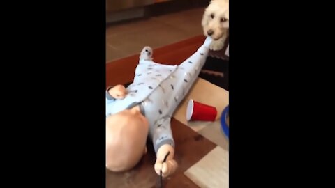 CUTE BABIES LOVE FUNNY DOGS, 😁🐶