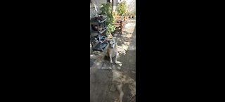 Don't messed with philippine wolf