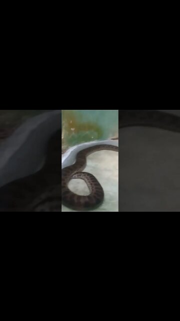 This is a real big snake under water. 😱