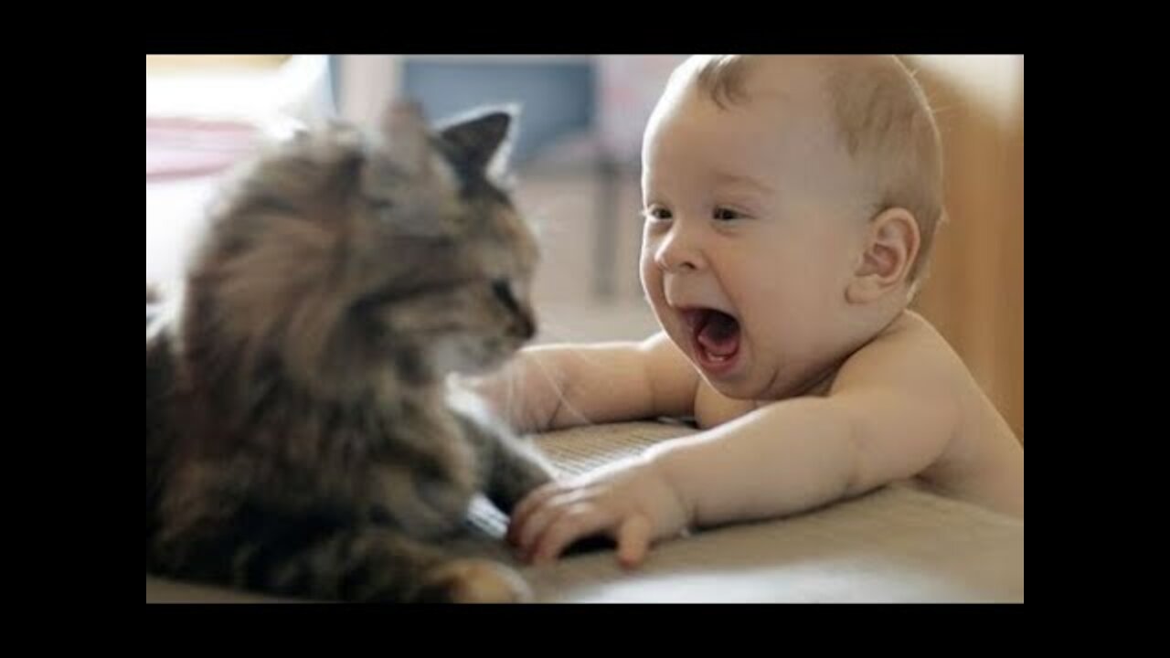 FUNNY THINGS...Funny Video...White Crazy Cat Funny Animals video
