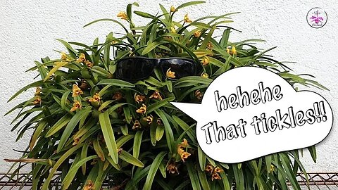 Grooming maxillaria variabilis 😎 Come Chat If You Have Time | Cousin Itt clean up #ninjaorchids
